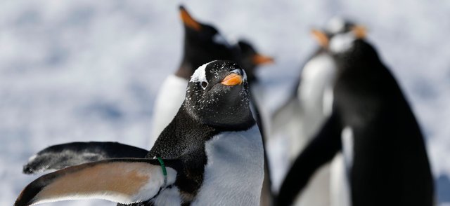 Тест. Что вы знаете о пингвинах