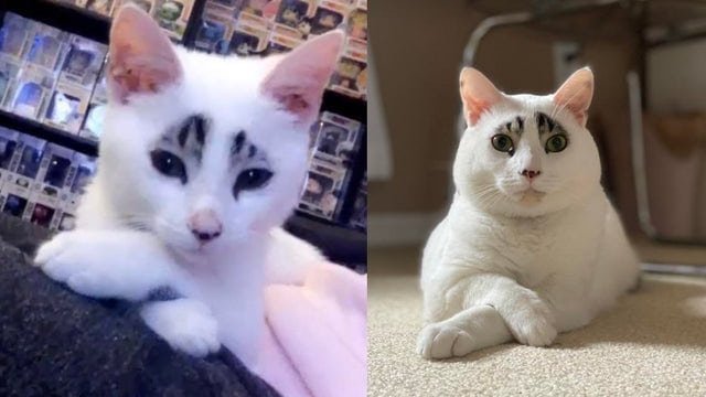 Как видите, мой кот всегда был модным.