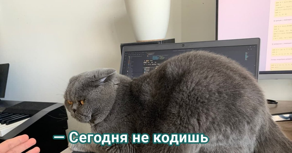 Кот на клавиатуре