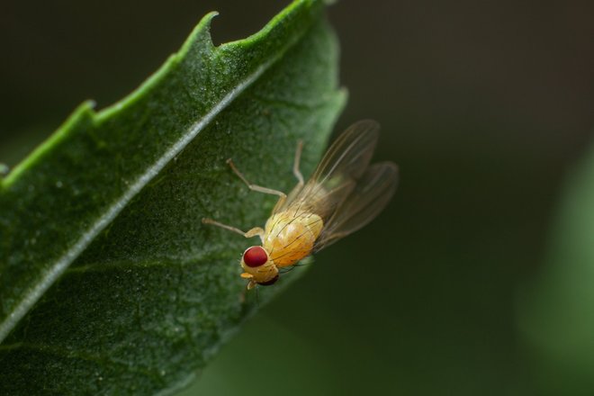 Drosophila