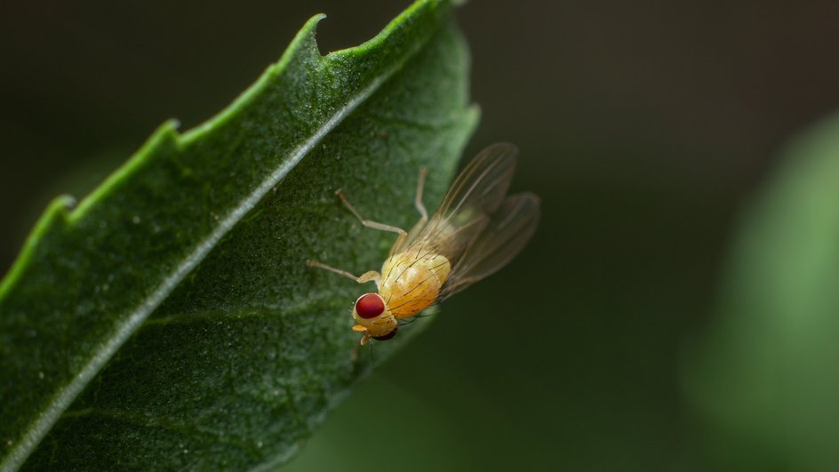 плодовая мушка дрозофила Drosophila плодовая мушка дрозофила Drosophila