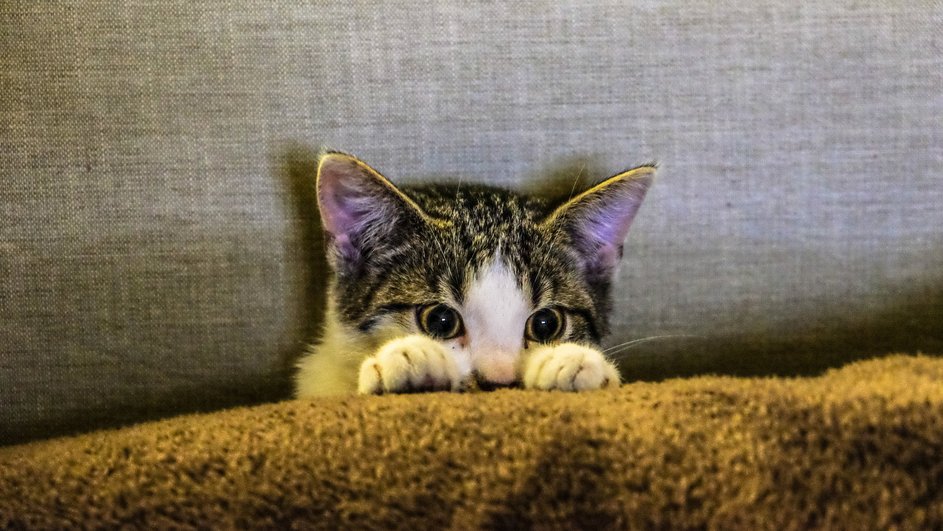 Кошка прячется за диваном Кошка прячется за диваном