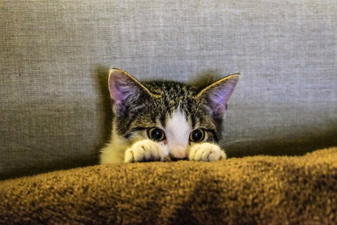 Кошка