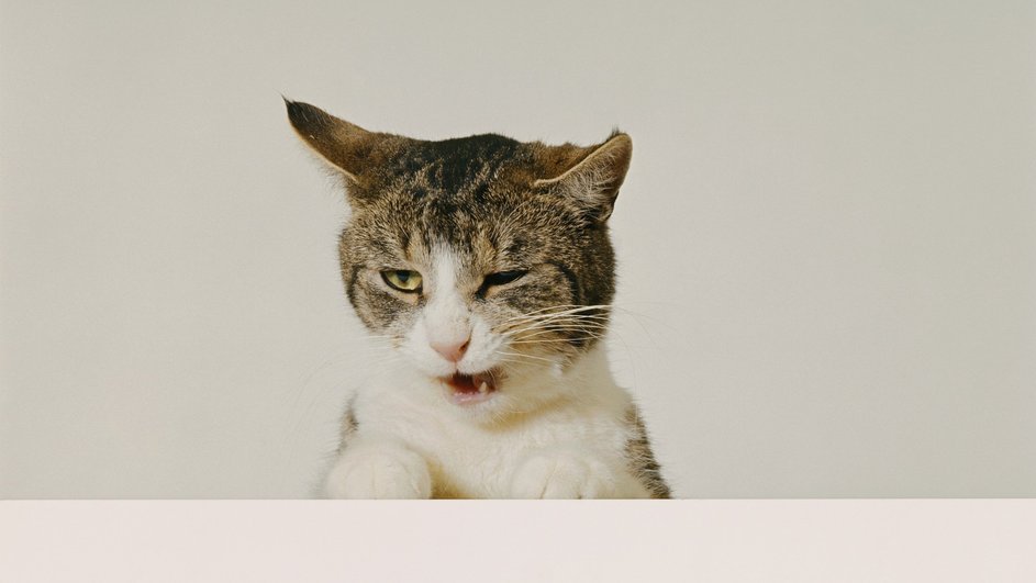 Кот Кот