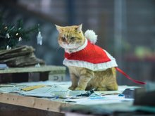 Кадр из Рождество кота Боба