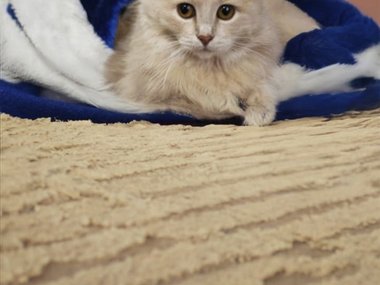 Фасолька из Тульской области