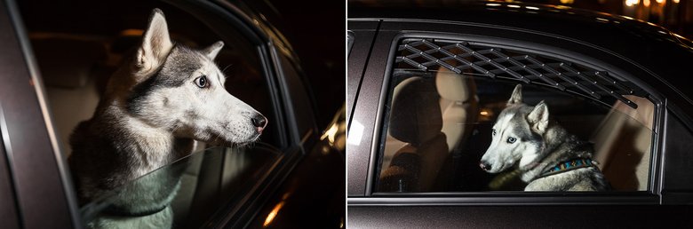 Собака не должна высовываться из окна во время движения — это опасно. Купите специальную решетку для окна — она обеспечит должный приток воздуха снаружи и не даст животному высунуться наружу.