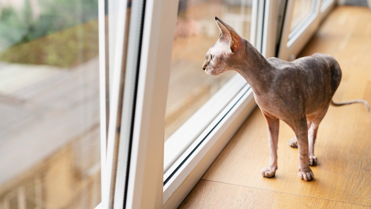 Кошка смотрит в окно