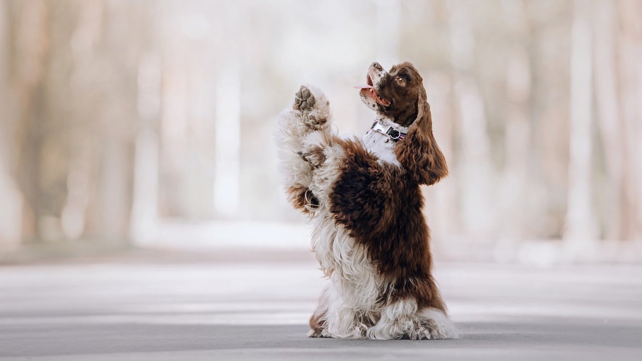 Кокер-спаниели — это охотничьи собаки, которые любят регулярные прогулки, бег и игры, а не безделье дома