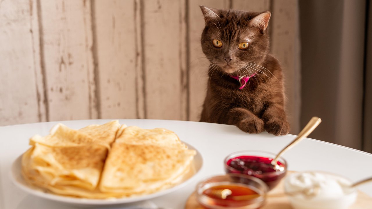 Этим продуктом нельзя кормить ни кошек, ни собак: названа главная опасность  для домашних животных на этой неделе - Питомцы Mail.ru