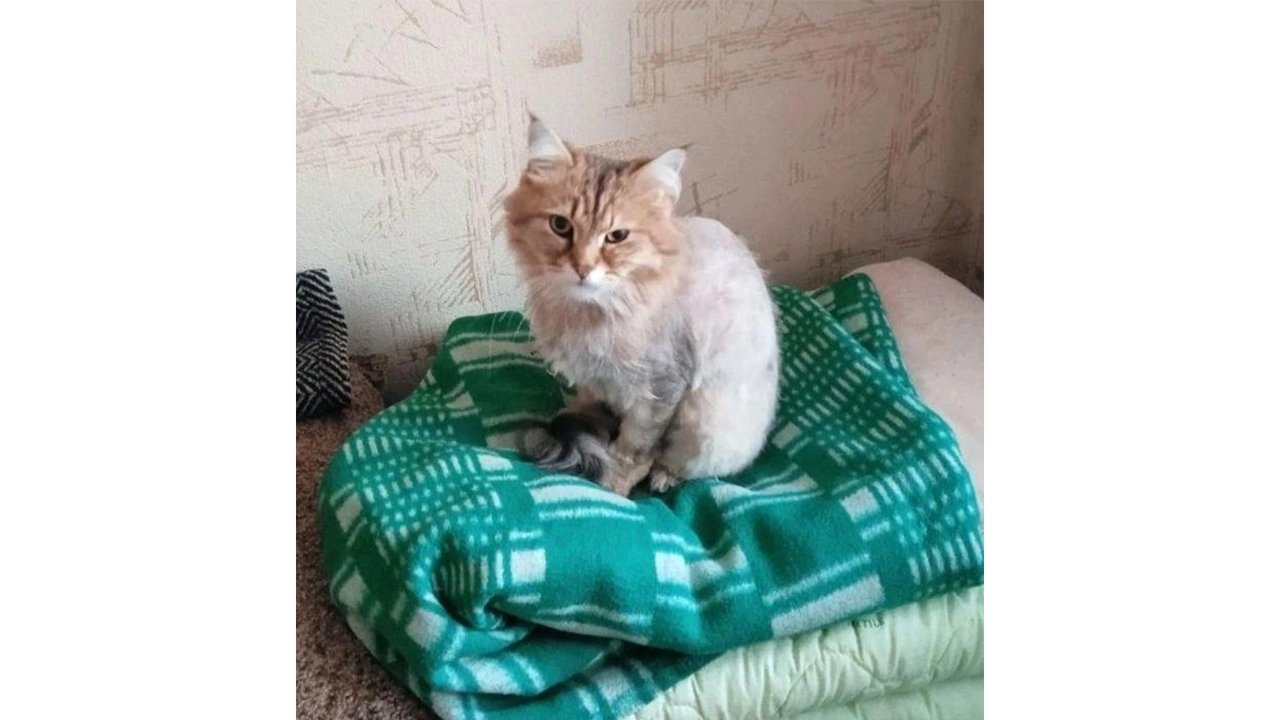 Кот-герой нашел новый дом в Перми Кот-герой нашел новый дом в Перми