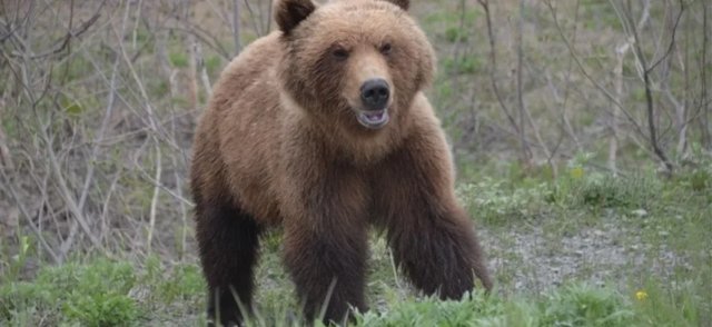 Косолапые соседи: медведи каждый день приходят в гости к мужчине