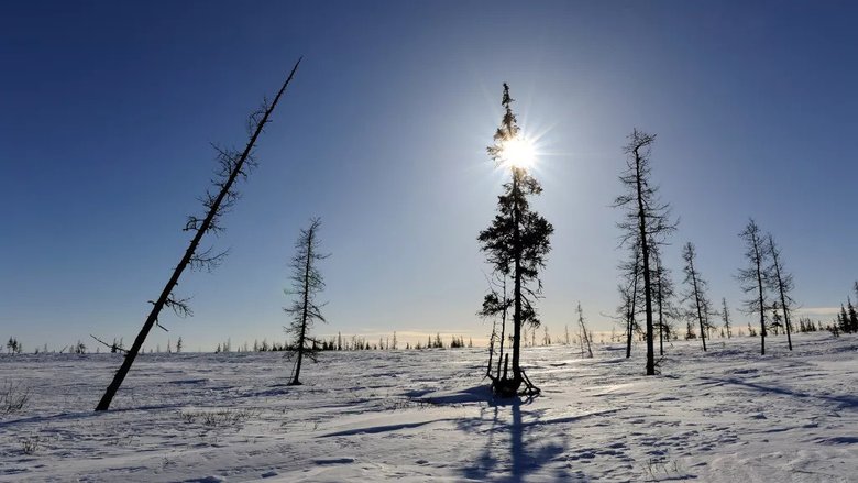 Смолистые деревья усеивают ландшафт тундры на полуострове Ямал в северо-западной Сибири. Фото: Jean-Christophe PLAT