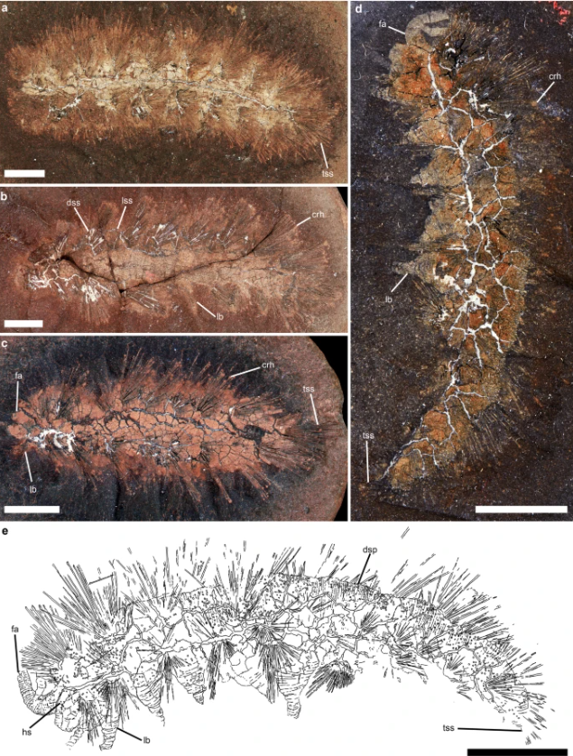 лопастеногий Palaeocampa anthrax лопастеногий Palaeocampa anthrax