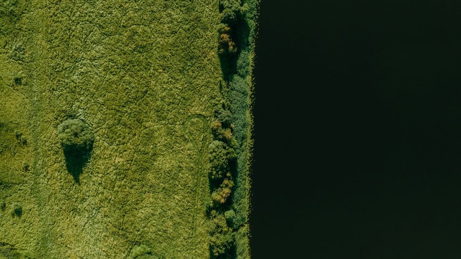 Лес и водоем Лес и водоем