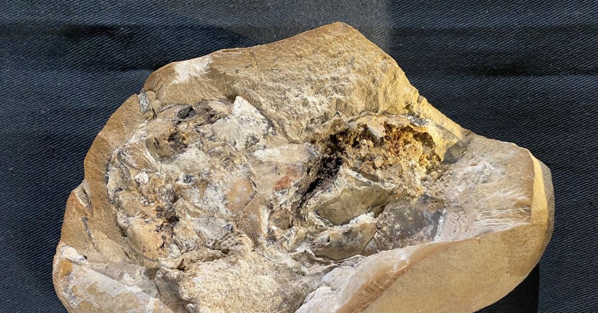 Ученые нашли самое старое сердце в мире: ему более 380 млн лет