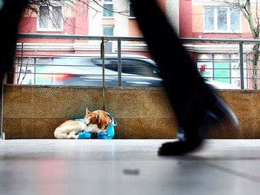 Pets.mail.ru Pets.mail.ru