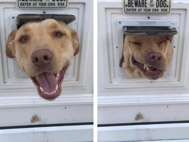 А как ваша собака заходит через проем в двери?