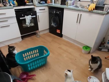 «Пошла на кухню, чтобы достать бельё из стиральной машины, и увидела 5 кошек. Но у меня их 3!»