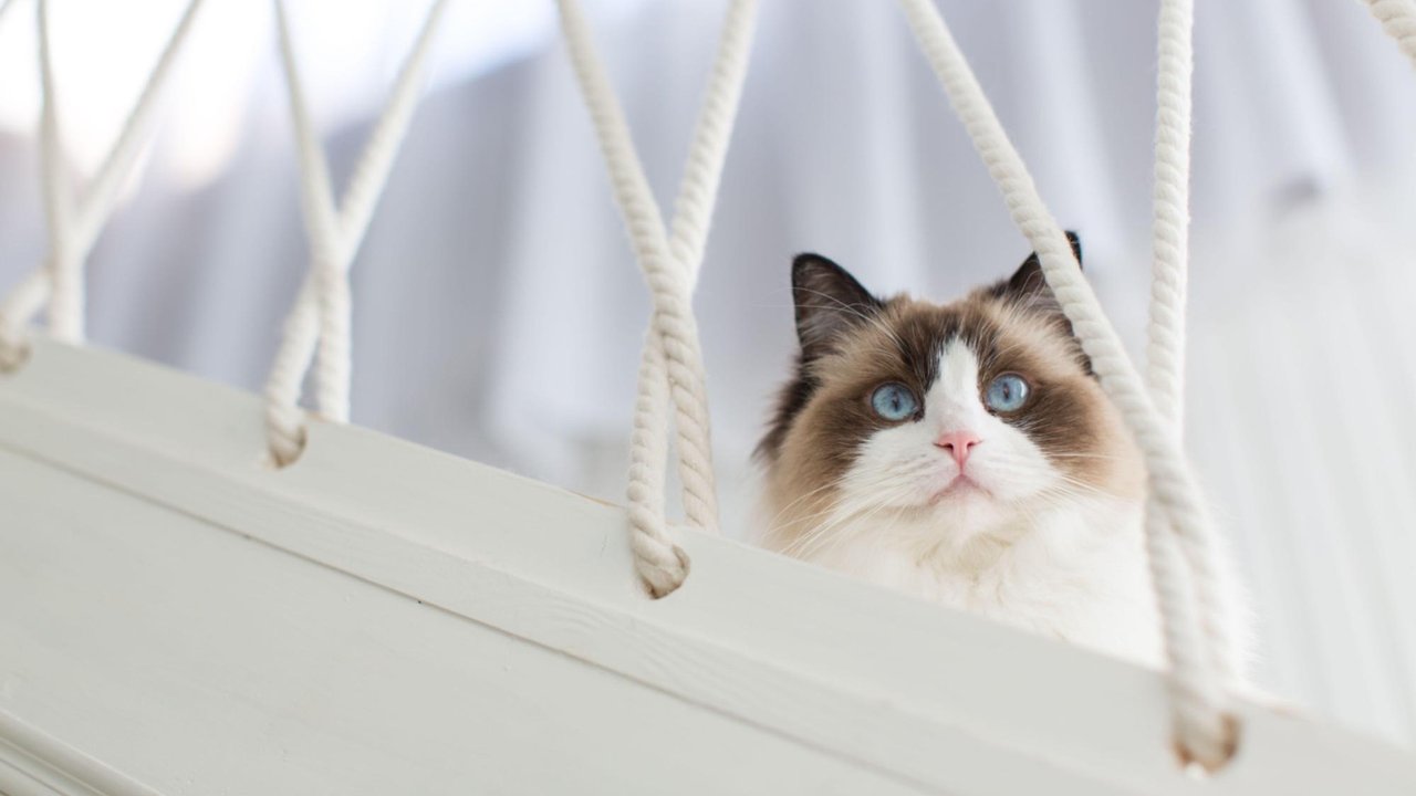 Кошка Кошка