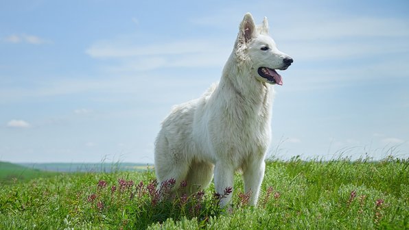 Личный опыт. Что значит жить с белой швейцарской овчаркой