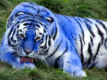 Кадр из Синий тигр