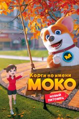 Корги по имени Моко. Новый питомец