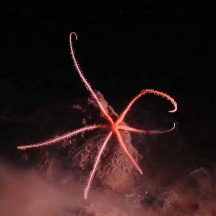 Необычная морская звезда из разлома Тихого океана. Фото: Smartex Project/NERC