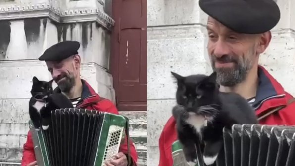 Самый французский кот попал на видео и умилил соцсети