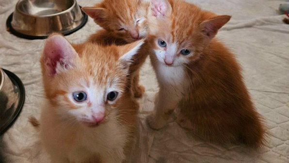 В Балашихе спасли выброшенных в переноске кошку с котятами