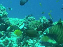 Кадр из Коралловый риф: Охотники и жертвы