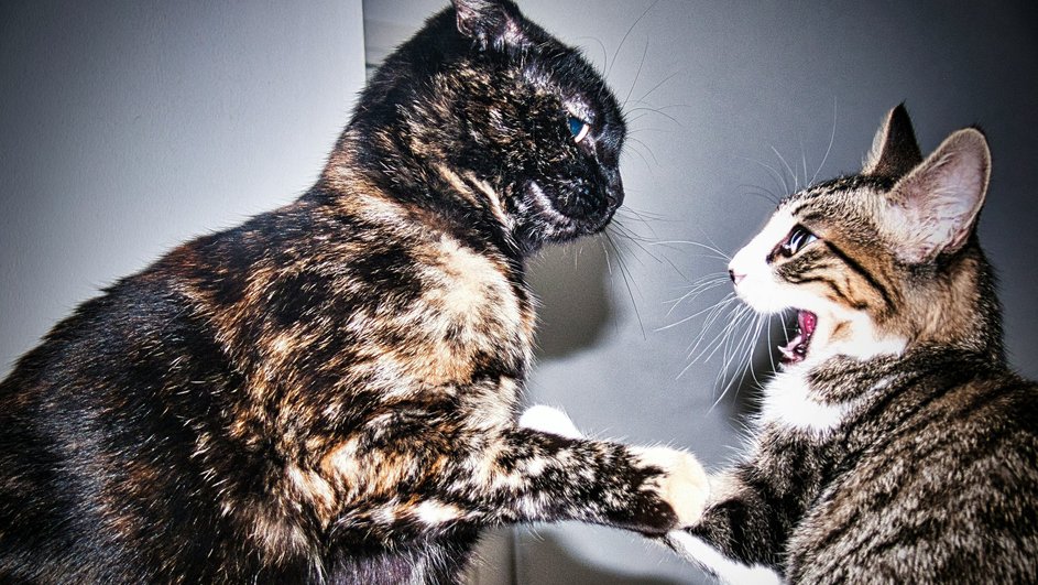 Две кошки дерутся Две кошки дерутся