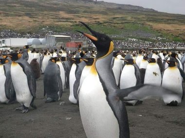 Slide image for gallery: 10735 | Кергелен, Франция. Группа островов, на которых обитают пингвины, морские птицы и тюлени. Кстати, коричневые пингвины — это не новая разновидность, а птенцы. Фото: @tibir974.