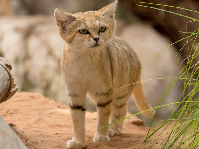 10 кошек, которые выглядят совсем не как кошки