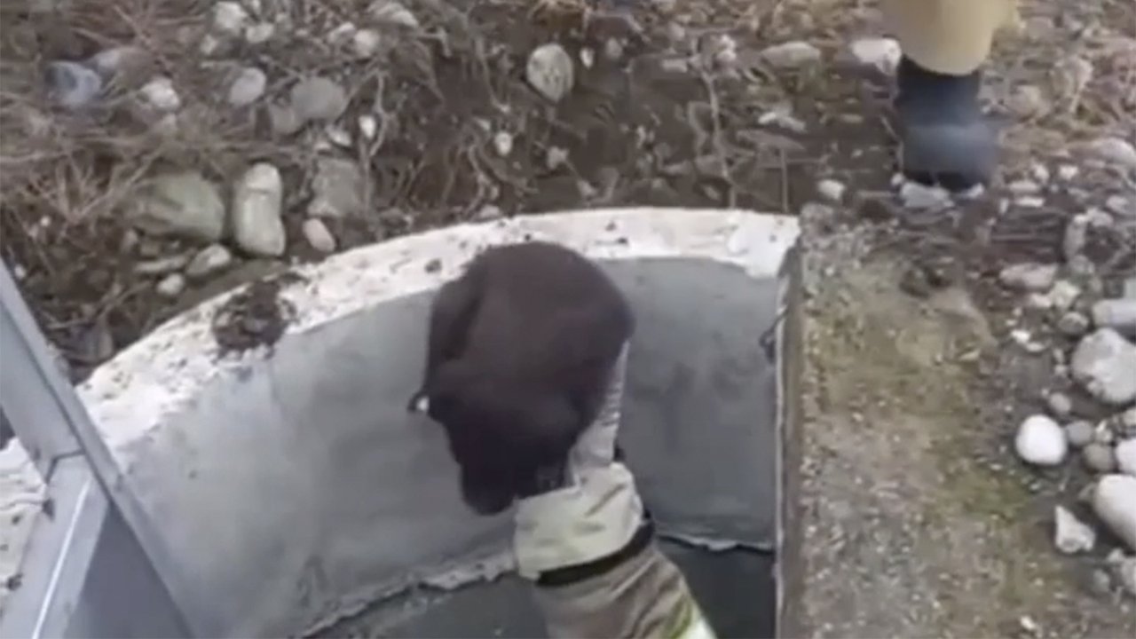 Щенка достали из кололодца Щенка достали из кололодца