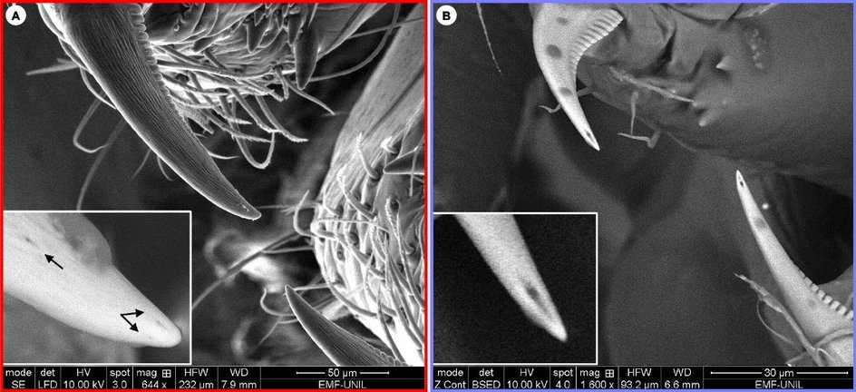 Сравнение клыков пауков Uloborus plumipes и Parasteatoda tepidariorum. У второго видны отверстия ядовитого протока Сравнение клыков пауков Uloborus plumipes и Parasteatoda tepidariorum. У второго видны отверстия ядовитого протока