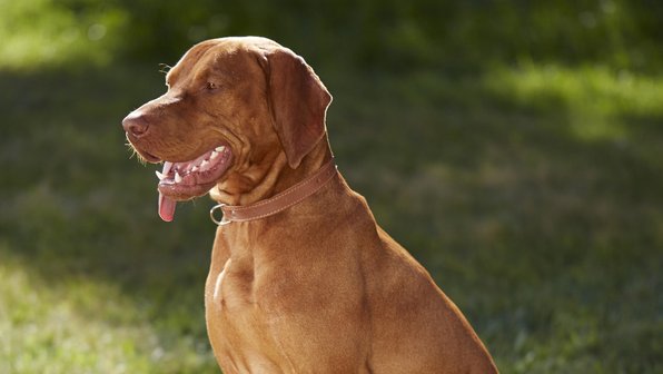 Как поддерживать собаку счастливой и здоровой долгие годы? Советы