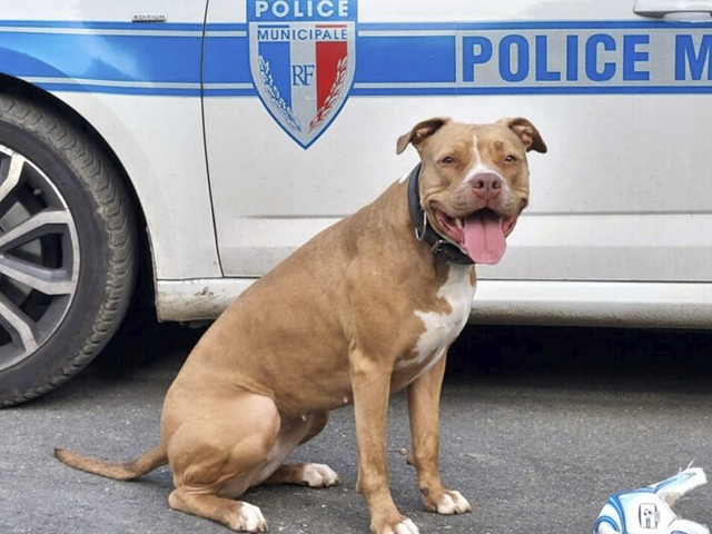 Приютская собака стала сотрудником полиции и теперь ловит преступников