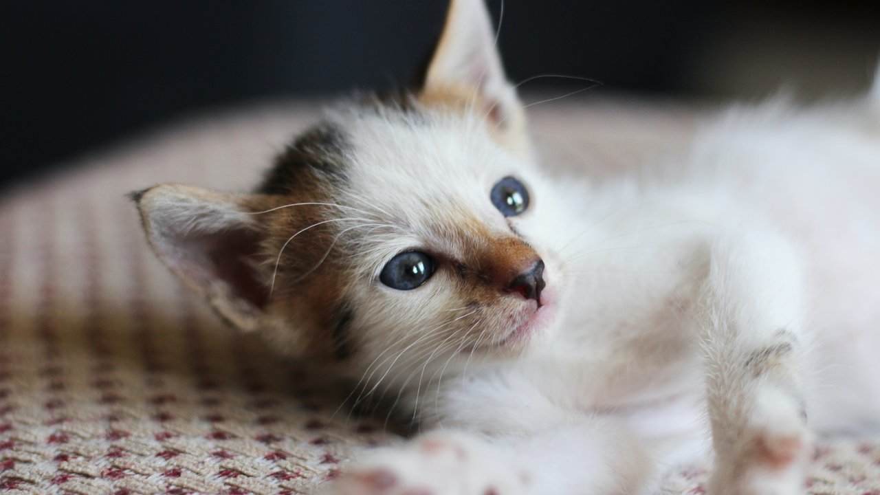 Котенок Котенок