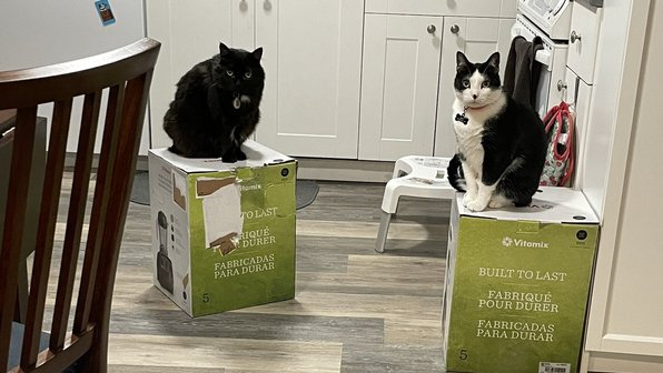Три кота по неизвестной причине оккупировали коробку с блендером