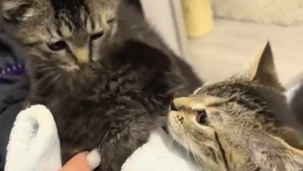 Новорожденного котенка познакомили с котами-подростками