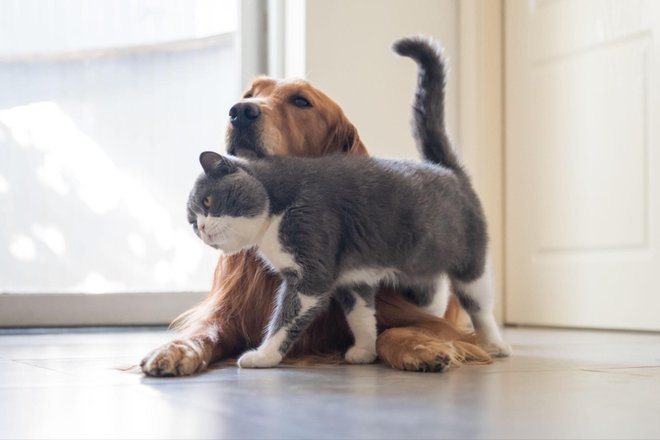 Щенок и кошка