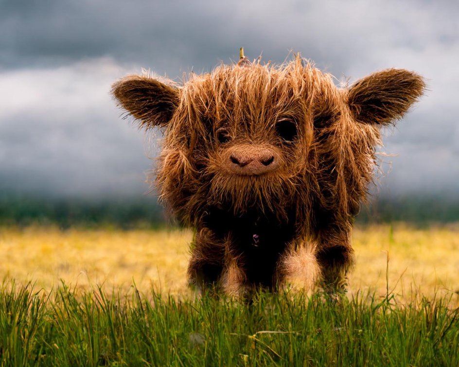 Неудачная генерация: милая шотландская корова стоит на поле