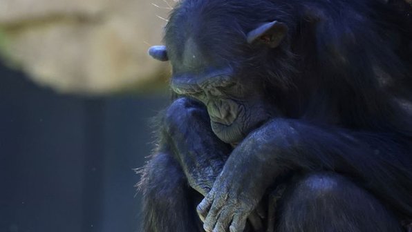 Мать-шимпанзе 3 месяца скорбит о смерти своего ребенка