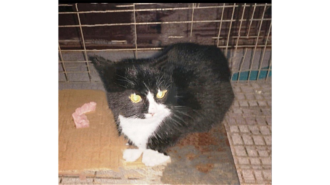 В Кондопоге спасли котят, которые замерзали на даче В Кондопоге спасли котят, которые замерзали на даче