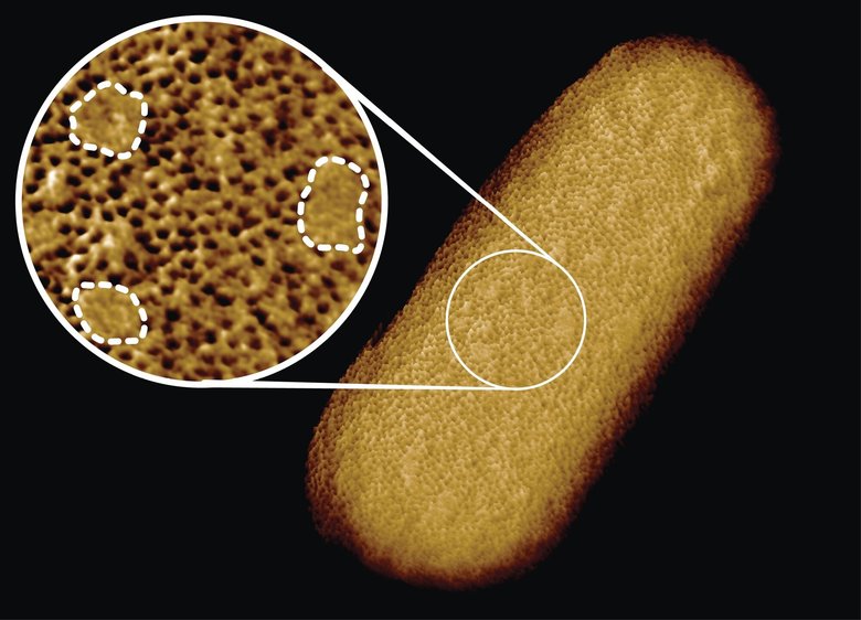 Бактерия E. coli. Фото: Benn et al. UCL