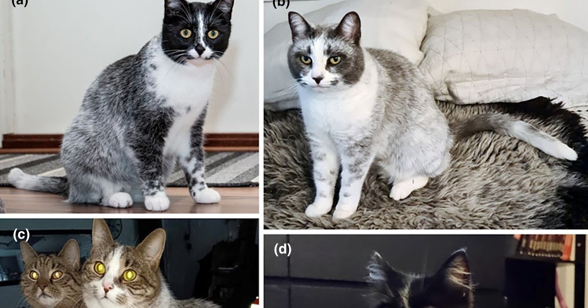 Ученые нашли причину необычного рисунка шерсти у финских кошек