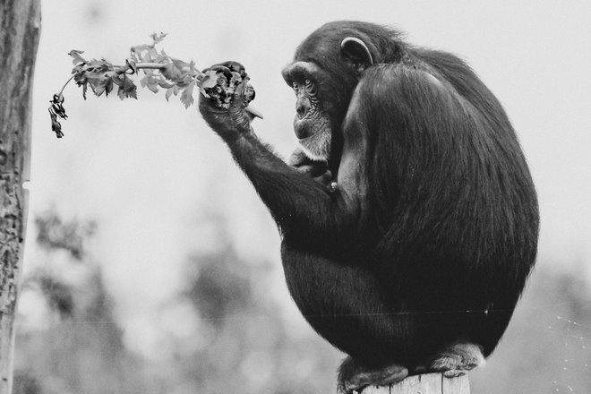 chimpanzee chimpanzee
