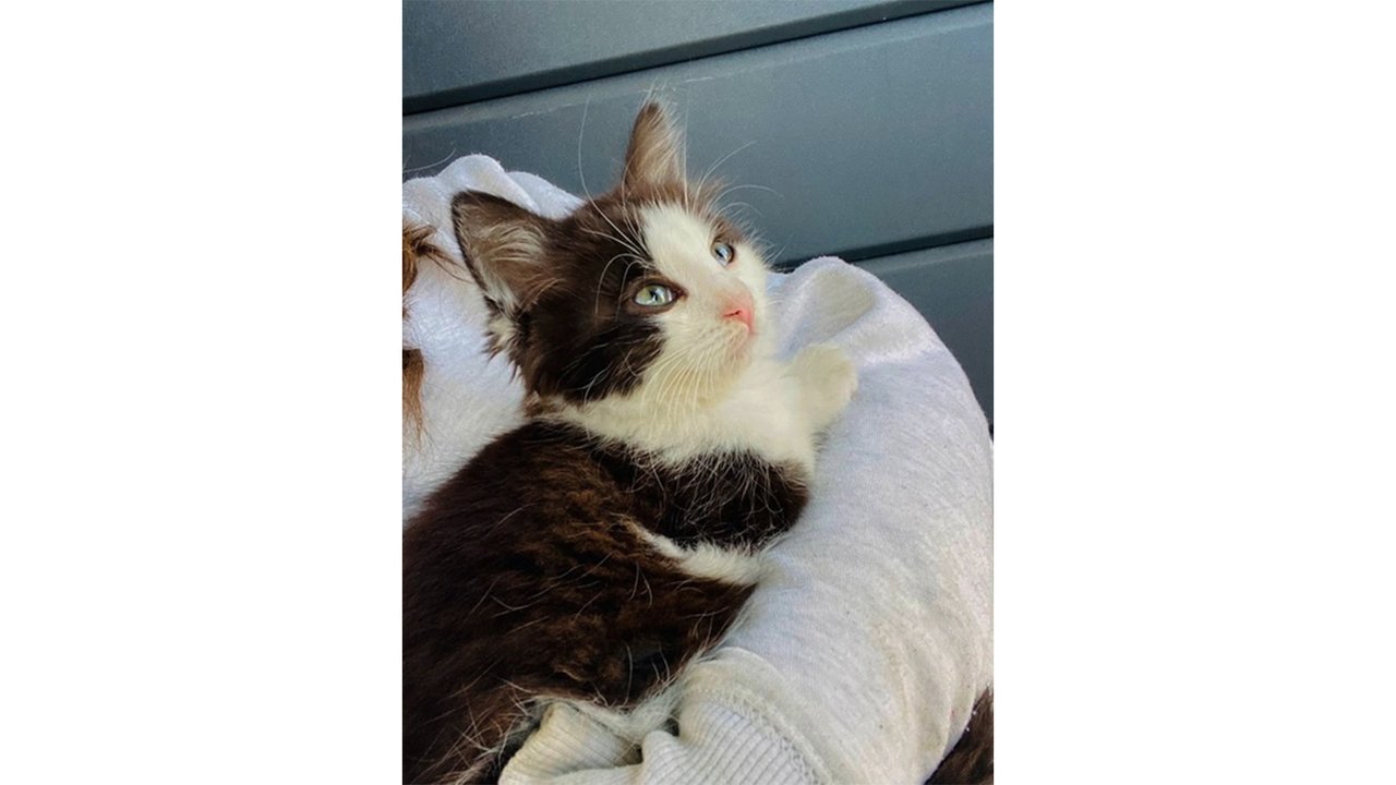 Котенок которого хотели утопить Котенок которого хотели утопить