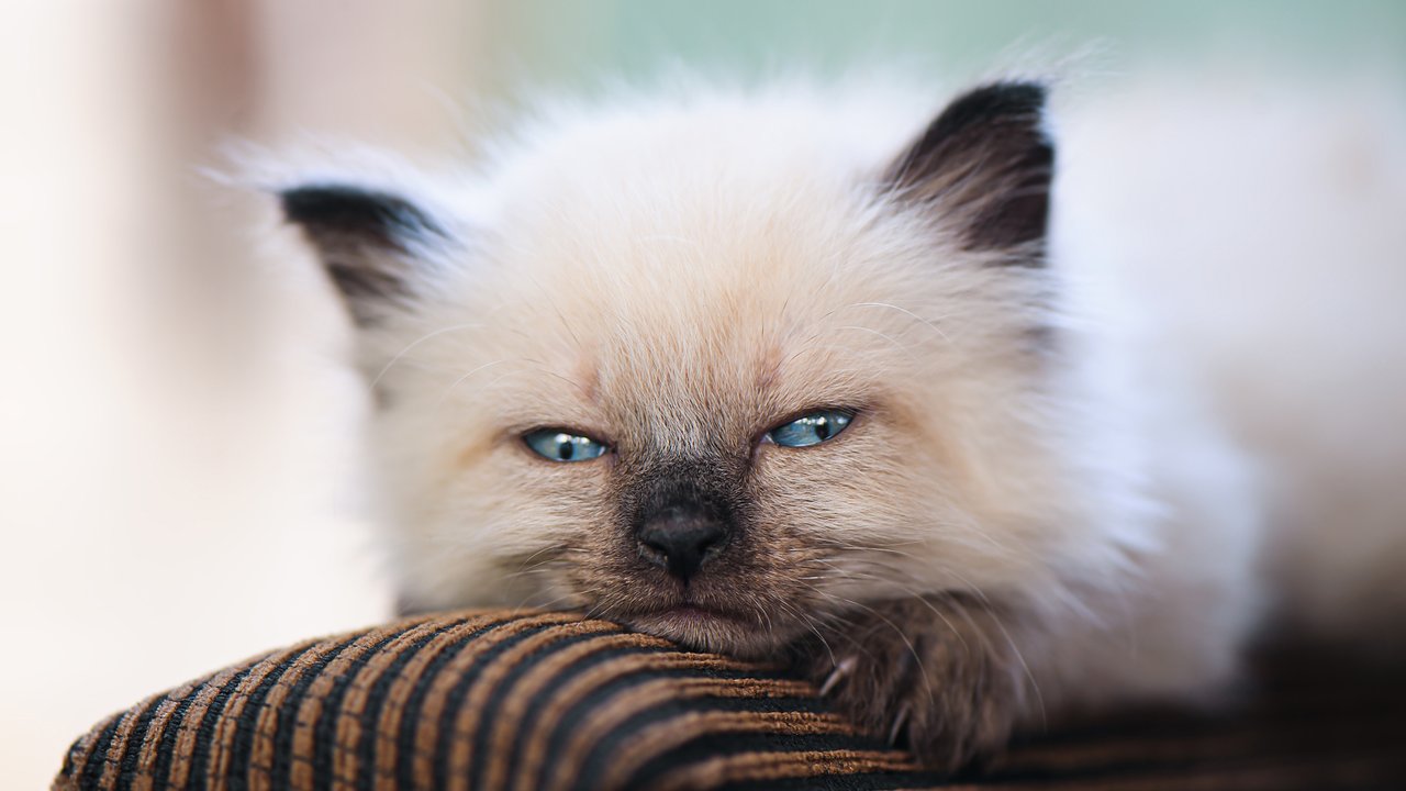 Что цвет глаз может сказать о вашей кошке - Питомцы Mail.ru